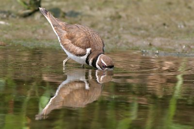 killdeer 37