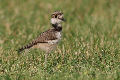 killdeer chick 4