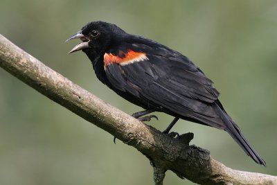 red winged blackbird 111