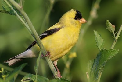 goldfinch 12