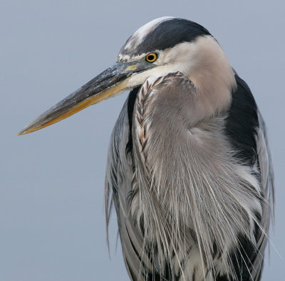 great blue heron 183