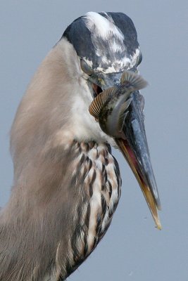 great blue heron 184