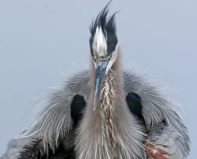 great blue heron 185