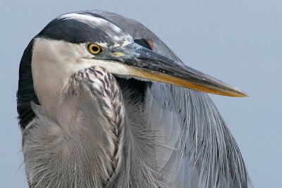 great blue heron 186