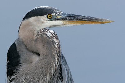 great blue heron 187