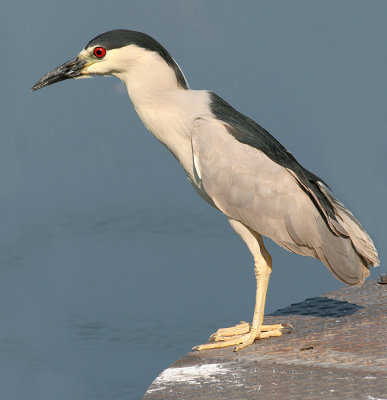 black-crowned night heron 204