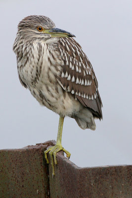 juvenile black-crowned night heron 207