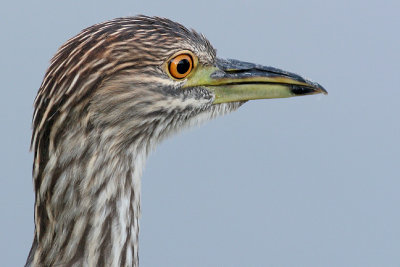 juvenile black-crowned night heron 209