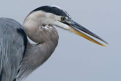 great blue heron 209