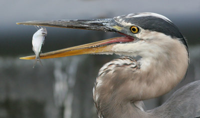 great blue heron 212