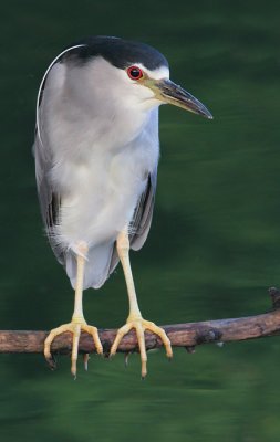 black-crowned night heron 164