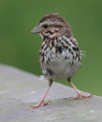 song sparrow 47