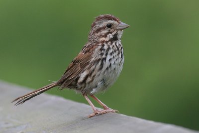 song sparrow 48
