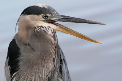 great blue heron 222