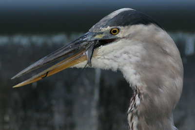 great blue heron 230