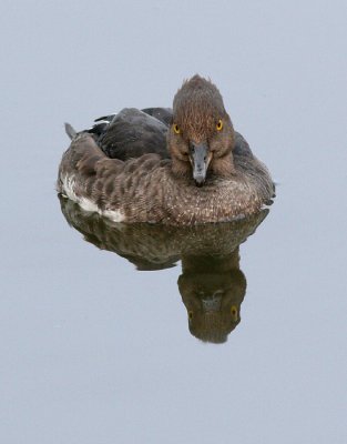 hooded merganser 228