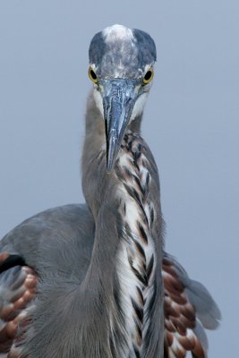 great blue heron 237