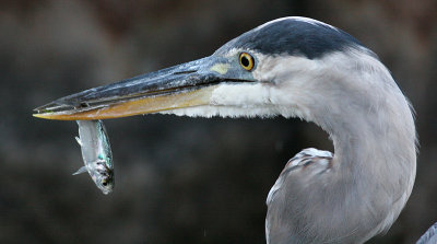 great blue heron 247