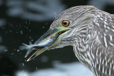 juvenile black-crowned night heron 224