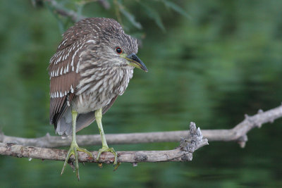 juvenile black-crowned night heron 227