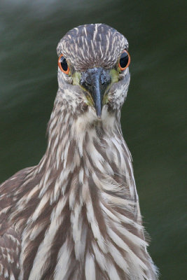 juvenile black-crowned night heron 232