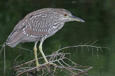 juvenile black-crowned night heron 234