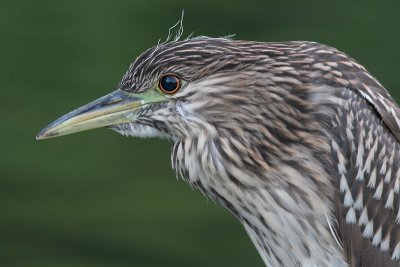 juvenile black-crowned night heron 240