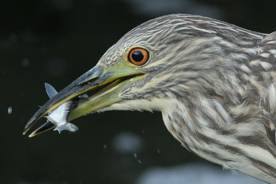 juvenile black-crowned night heron 242