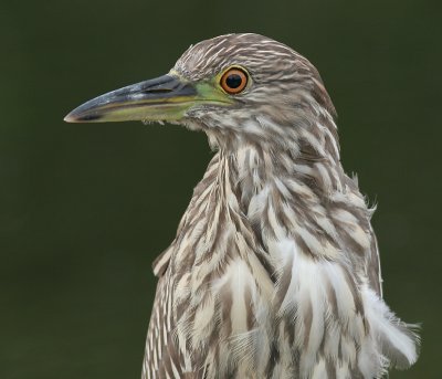 juvenile black-crowned night heron 243