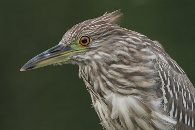 juvenile black-crowned night heron 244