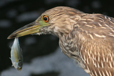 juvenile black-crowned night heron 245