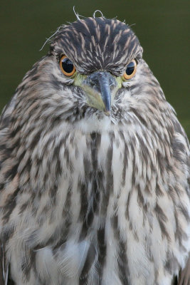 juvenile black-crowned night heron 248