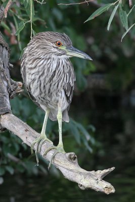 juvenile black-crowned night heron 250