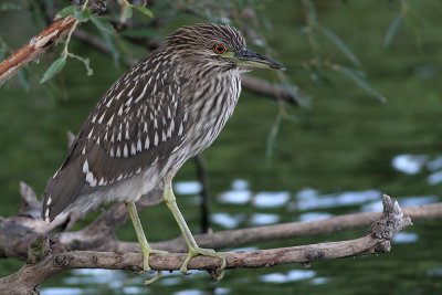 juvenile black-crowned night heron 251