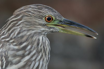 juvenile black-crowned night heron 258