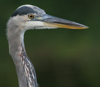 great blue heron 277