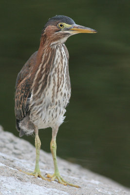 green heron 75