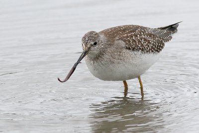 lesser yellowlegs 10