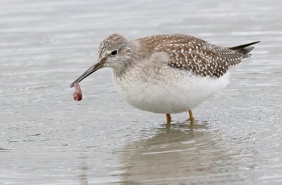 lesser yellowlegs 14