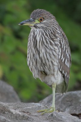 juvenile black-crowned night heron 271