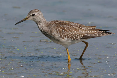 lesser yellowlegs 20