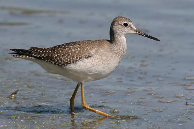 lesser yellowlegs 22