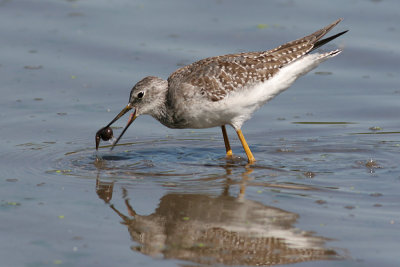 lesser yellowlegs 25