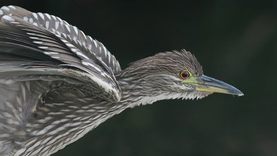 juvenile black-crowned night heron 276