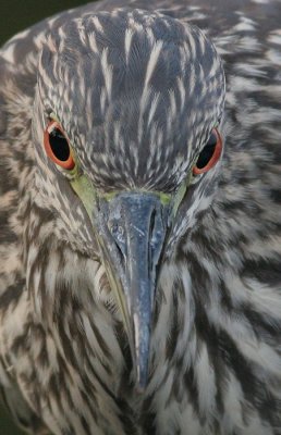 juvenile black-crowned night heron 282