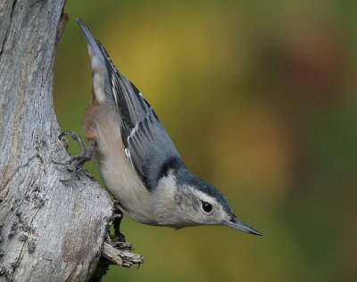 white-breasted nuthatch 120