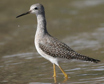 lesser yellowlegs 34