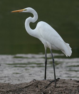 great egret 1