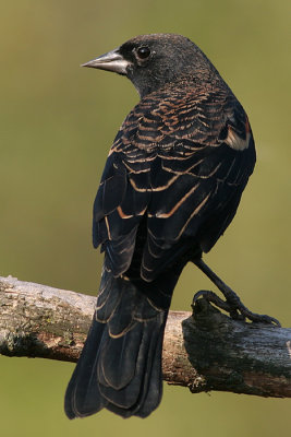 red winged blackbird 116