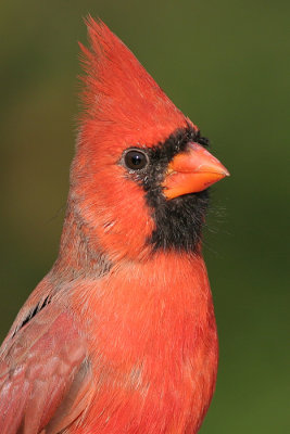 cardinal 206